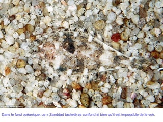 Dans le fond océanique, ce « Sanddad tacheté se confond si bien qu’il est impossible de le voir.
 