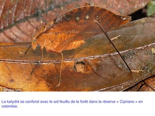 La katydid se confond avec le sol feuillu de la forêt dans la réserve « Cipriano » en
colombie.
 