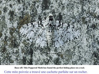 Buzz off: This Peppered Moth has found the perfect hiding place on a rock

Cette mite poivrée a trouvé une cachette parfaite sur un rocher.
 