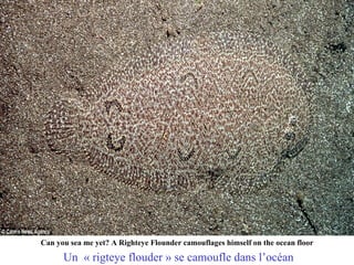 Can you sea me yet? A Righteye Flounder camouflages himself on the ocean floor

      Un « rigteye flouder » se camoufle dans l’océan
 