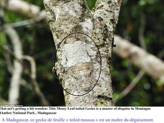 That act's getting a bit wooden: This Mossy Leaf-tailed Gecko is a master of disguise in Montagne
dAmbre National Park , Madagascar
 A Madagascar, ce gecko de feuille « tailed moussu » est un maître du déguisement.
 