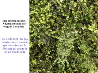 Stop mossing around:
A Katydid blends into
foliage in Costa Rica




Au Costa-Rica : Ne pas
marcher sur ce Katydid
 qui se confond sur le
feuillage qui couvre le
  sol est très difficile
 