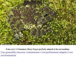 It has eyes! A Vietnamese Mossy Frog is perfectly adapted to his surroundings
Une grenouille moussue vietnamienne s’est parfaitement adaptée à son
environnement
 