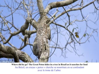 Where did he go? The Great Potoo hides in a tree in Brazil as it searches for food
   Au Brésil, un oiseau « potoo » cherche sa nourriture en se confondant
                          avec le tronc de l’arbre
 