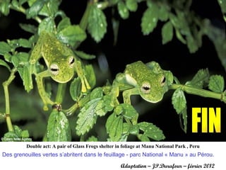 Double act: A pair of Glass Frogs shelter in foliage at Manu National Park , Peru
Des grenouilles vertes s’abritent dans le feuillage - parc National « Manu » au Pérou.
                                                     Adaptation – JP.Durafour – février 2012
 