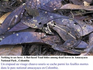 Nothing to see here: A Bat-faced Toad hides among dead leaves in Amacayacu
National Park , Colombia
Un crapaud au visage chauve-souris se cache parmi les feuilles mortes
dans le parc national amacayacu en Colombie.
 