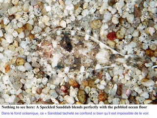 Nothing to see here: A Speckled Sanddab blends perfectly with the pebbled ocean floor
Dans le fond océanique, ce « Sanddad tacheté se confond si bien qu’il est impossible de le voir.
 