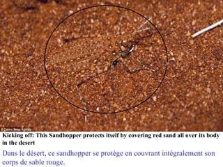 Kicking off: This Sandhopper protects itself by covering red sand all over its body
in the desert
Dans le désert, ce sandhopper se protège en couvrant intégralement son
corps de sable rouge.
 