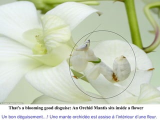 That's a blooming good disguise: An Orchid Mantis sits inside a flower

Un bon déguisement…! Une mante orchidée est assise à l’intérieur d’une fleur.
 