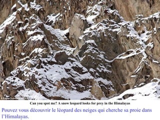 Can you spot me? A snow leopard looks for prey in the Himalayas

Pouvez vous découvrir le léopard des neiges qui cherche sa proie dans
l’Himalayas.
 