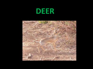 DEER
 