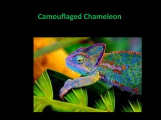 Camouflaged Chameleon
 