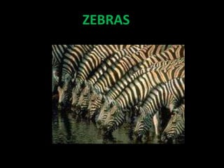 ZEBRAS
 