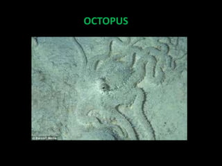 OCTOPUS
 