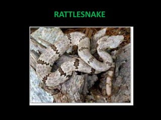 RATTLESNAKE
 