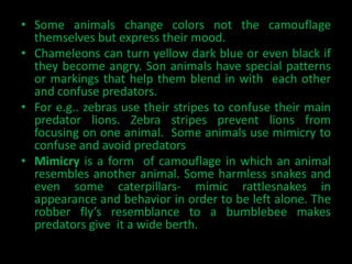 • Some animals change colors not the camouflage
  themselves but express their mood.
• Chameleons can turn yellow dark blue or even black if
  they become angry. Son animals have special patterns
  or markings that help them blend in with each other
  and confuse predators.
• For e.g.. zebras use their stripes to confuse their main
  predator lions. Zebra stripes prevent lions from
  focusing on one animal. Some animals use mimicry to
  confuse and avoid predators
• Mimicry is a form of camouflage in which an animal
  resembles another animal. Some harmless snakes and
  even some caterpillars- mimic rattlesnakes in
  appearance and behavior in order to be left alone. The
  robber fly’s resemblance to a bumblebee makes
  predators give it a wide berth.
 