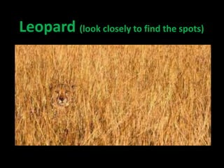 Leopard (look closely to find the spots)
 