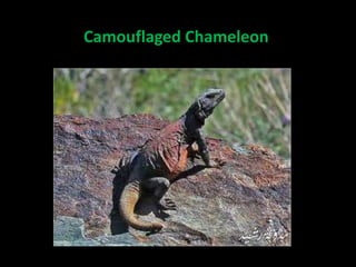 Camouflaged Chameleon
 