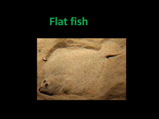 Flat fish
 