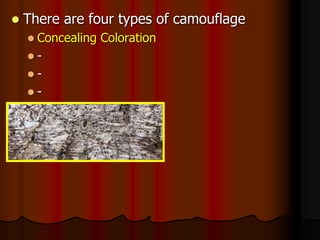 There are four types of camouflage
 Concealing Coloration
 -
 -
 -
 