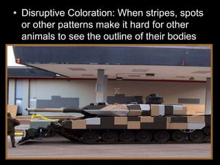 • Disruptive Coloration: When stripes, spots
or other patterns make it hard for other
animals to see the outline of their bodies
 