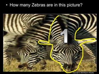 • How many Zebras are in this picture?
Copyright © 2010 Ryan P. Murphy
 