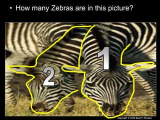 • How many Zebras are in this picture?
Copyright © 2010 Ryan P. Murphy
 
