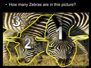• How many Zebras are in this picture?
Copyright © 2010 Ryan P. Murphy
 