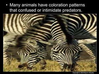• Many animals have coloration patterns
that confused or intimidate predators.
Copyright © 2010 Ryan P. Murphy
 