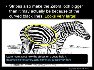 • Stripes also make the Zebra look bigger
than it may actually be because of the
curved black lines. Looks very large!
Copyright © 2010 Ryan P. Murphy
Learn more about how the stripes on a zebra help it.
http://animal.discovery.com/mammals/question454.htm
 