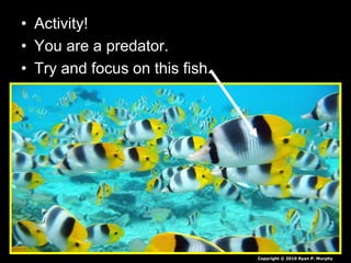 • Activity!
• You are a predator.
• Try and focus on this fish.
Copyright © 2010 Ryan P. Murphy
 