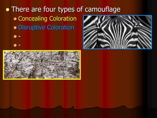  There are four types of camouflage
 Concealing Coloration
 Disruptive Coloration
 -
 -
 