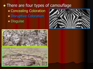  There are four types of camouflage
 Concealing Coloration
 Disruptive Coloration
 Disguise
 