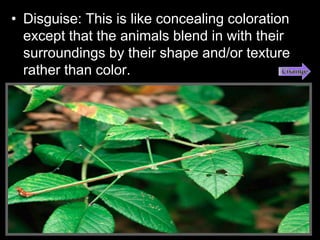 • Disguise: This is like concealing coloration
except that the animals blend in with their
surroundings by their shape and/or texture
rather than color.
 