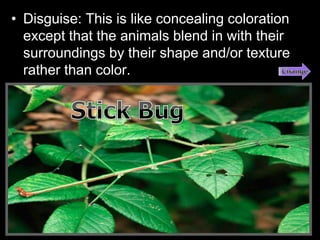 • Disguise: This is like concealing coloration
except that the animals blend in with their
surroundings by their shape and/or texture
rather than color.
 