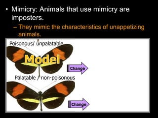 • Mimicry: Animals that use mimicry are
imposters.
– They mimic the characteristics of unappetizing
animals.
Poisonous/ unpalatable
Palatable / non-poisonous
 
