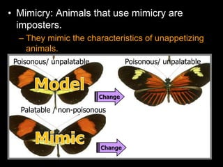 • Mimicry: Animals that use mimicry are
imposters.
– They mimic the characteristics of unappetizing
animals.
Poisonous/ unpalatable
Palatable / non-poisonous
Poisonous/ unpalatable
 