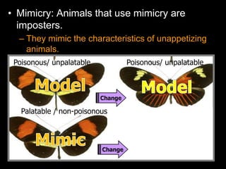 • Mimicry: Animals that use mimicry are
imposters.
– They mimic the characteristics of unappetizing
animals.
Poisonous/ unpalatable
Palatable / non-poisonous
Poisonous/ unpalatable
 