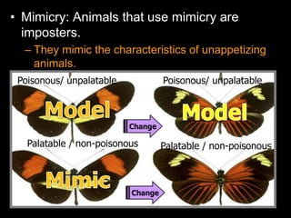 • Mimicry: Animals that use mimicry are
imposters.
– They mimic the characteristics of unappetizing
animals.
Poisonous/ unpalatable
Palatable / non-poisonous
Poisonous/ unpalatable
Palatable / non-poisonous
 
