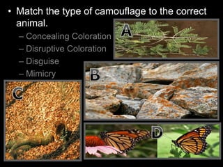 • Match the type of camouflage to the correct
animal.
– Concealing Coloration
– Disruptive Coloration
– Disguise
– Mimicry
 