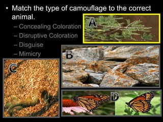 • Match the type of camouflage to the correct
animal.
– Concealing Coloration
– Disruptive Coloration
– Disguise
– Mimicry
 