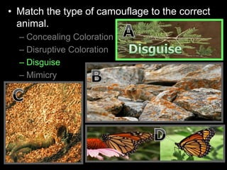 • Match the type of camouflage to the correct
animal.
– Concealing Coloration
– Disruptive Coloration
– Disguise
– Mimicry
 