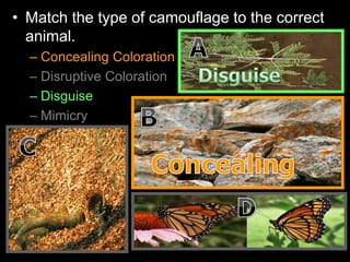 • Match the type of camouflage to the correct
animal.
– Concealing Coloration
– Disruptive Coloration
– Disguise
– Mimicry
 