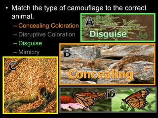 • Match the type of camouflage to the correct
animal.
– Concealing Coloration
– Disruptive Coloration
– Disguise
– Mimicry
 