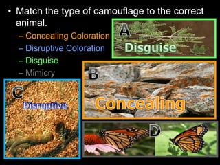 • Match the type of camouflage to the correct
animal.
– Concealing Coloration
– Disruptive Coloration
– Disguise
– Mimicry
 