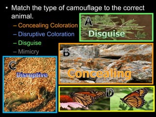 • Match the type of camouflage to the correct
animal.
– Concealing Coloration
– Disruptive Coloration
– Disguise
– Mimicry
 
