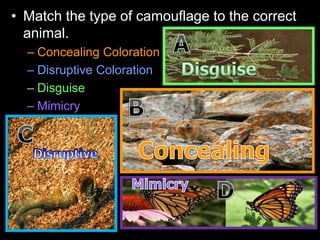 • Match the type of camouflage to the correct
animal.
– Concealing Coloration
– Disruptive Coloration
– Disguise
– Mimicry
 