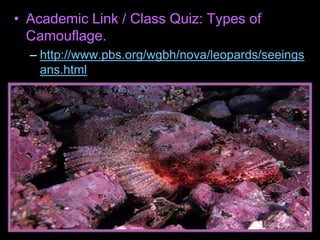 • Academic Link / Class Quiz: Types of
Camouflage.
– http://www.pbs.org/wgbh/nova/leopards/seeings
ans.html
 