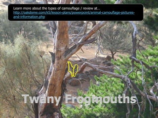 Learn more about the types of camouflage / review at…
http://oakdome.com/k5/lesson-plans/powerpoint/animal-camouflage-pictures-
and-information.php
 