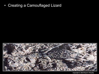 • Creating a Camouflaged Lizard
– You will follow me around the school on a short tour
looking for a cool school wall / board to camouflage a
lizard. Select the colors you need and off you go by
yourself. Best behavior is expected. Public spaces only.
– Name must be on the back.
– Must be clearly visible on surface of room or hallway
somewhere. (Not under tables in closets etc) – use tape
to secure to a height between knees and tallest reach.
– When I see it, I remove it and grade it.
– Who will last the year without me finding it?
– Backwards grading. If I don’t find it you win.
• Note you will be asked to bring it to me at some point.
Copyright © 2010 Ryan P. Murphy
 